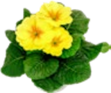 Aktuelles Blühpflanze Angebot bei Kaufland in Leipzig ab 0,99 €