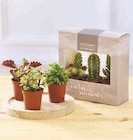Trio cactus ou succulentes à Super U dans Moustey Trio cactus ou succulentes à Super U dans Moustey