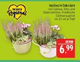 bepflanzte Zinkschale im Angebot bei Marktkauf in Schweinfurt bepflanzte Zinkschale Angebote bei Marktkauf Schweinfurt für 6,99 €