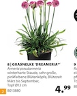 Grasnelke 'dreameria' bei Dehner Garten-Center im Nohra Prospekt für 4,99 €