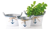 Blumentopf maritim im Netto mit dem Scottie Prospekt Blumentopf maritim im aktuellen Netto mit dem Scottie Prospekt für 3,99 €