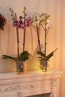 Orchidée lumineuse en promo chez Carrefour Saint-Maur-des-Fossés à 12,99 €