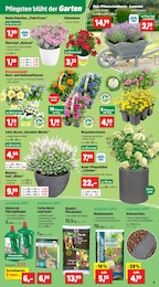 Rindenmulch Angebot im aktuellen Thomas Philipps Prospekt auf Seite 5