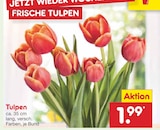 Tulpen im Angebot bei Netto Marken-Discount in Lutherstadt Wittenberg Tulpen Angebote bei Netto Marken-Discount Lutherstadt Wittenberg für 1,99 €