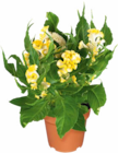 Celosia Hahnenkamm im Netto Marken-Discount Prospekt Celosia Hahnenkamm von im aktuellen Netto Marken-Discount Prospekt für 2,99 €