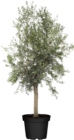 Olivenbaum (Olea europea Arbequina) Angebote bei Globus-Baumarkt Magdeburg für 99,00 €