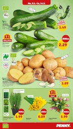 Penny Kartoffeln im Prospekt Penny Kartoffeln im Prospekt