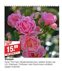 Rosen bei bauSpezi im Prospekt "" für 15,99 €