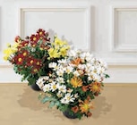 Chrysanthème Américain Unicolore/Multicolore - Super U à Quimper Chrysanthème Américain Unicolore/Multicolore en promo chez Super U Quimper à 9,99 €
