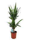 Promo Yucca ECLOZ à 12,99 € dans le catalogue Gamm vert à Loudun