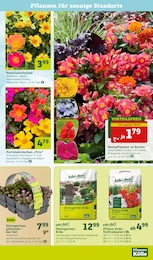 Pflanzen Kölle Tagetes im Prospekt Pflanzen Kölle Tagetes im Prospekt
