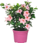 DIPLADÉNIA - GARDENLINE en promo à 3,19 € chez Aldi DIPLADÉNIA - GARDENLINE dans le catalogue Aldi