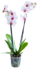 Orchidee Angebote bei Kaufland Hannover für 9,99 €