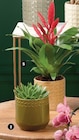 Succulentes en promo à 6,99 € chez Super U Succulentes dans le catalogue Super U