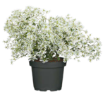 Angebot im Hagebaumarkt Bentwisch Prospekt Hagebaumarkt Bentwisch Prospekt mit im Angebot für 2,99 €