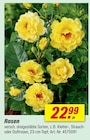 Rosen für 22,99 € bei toom Baumarkt im Angebot Rosen im aktuellen toom Baumarkt Prospekt