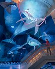 OZEANEUM, NATUREUM oder MEERESMUSEUM im Angebot bei Lidl in Friedrichshafen OZEANEUM, NATUREUM oder MEERESMUSEUM Angebote bei Lidl Friedrichshafen für 99,00 €