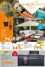Palme im Globus-Baumarkt Prospekt in Mönchengladbach Aktueller Globus-Baumarkt Prospekt mit Palme, "Immer eine Idee besser", Seite 2