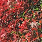 Photinia “Carré Rouge” - ECLOZ dans le catalogue Jardiland
