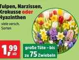 Tulpen im Angebot bei Thomas Philipps in Hildesheim Tulpen Angebote bei Thomas Philipps Hildesheim für 1,99 €
