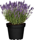 Globus-Baumarkt Dessau-Roßlau - Lavendel Angebot im Prospekt Lavendel bei Globus-Baumarkt im Dessau-Roßlau Prospekt für 3,49 €