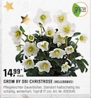 CHRISTROSE (HELLEBORUS) Angebote von GROW BY OBI bei OBI Neuss für 14,99 €