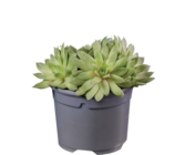 Sempervivum - Lidl à Rueil-Malmaison Sempervivum en promo chez Lidl Rueil-Malmaison à 4,19 €