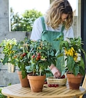 Plants de légumes certifiés AB - TRUFFAUT en promo chez Truffaut Plants de légumes certifiés AB - TRUFFAUT dans le catalogue Truffaut