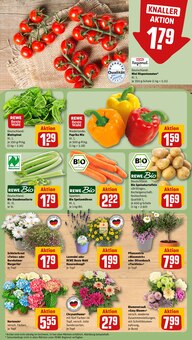 Tomaten im REWE Prospekt "Dein Markt" mit 26 Seiten (München)