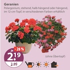 Geranien von  im aktuellen V-Markt Prospekt für 2,19 €