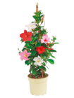 Dipladenia Trio Pyramide im Netto mit dem Scottie Prospekt Dipladenia Trio Pyramide von im aktuellen Netto mit dem Scottie Prospekt fĂŒr 14,99 âŹ