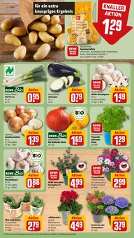 Chrysantheme im REWE Prospekt "Dein Markt" mit 16 Seiten (Bielefeld)