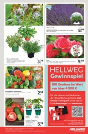 Aktueller Hellweg Prospekt mit Blumen, "Die Profi-Baumärkte", Seite 15