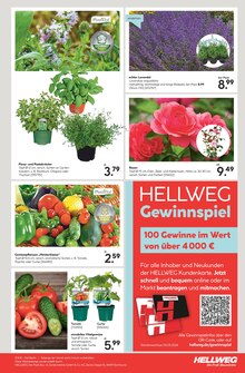 Gurkenpflanze im Hellweg Prospekt "Die Profi-Baumärkte" mit 16 Seiten (Leipzig)