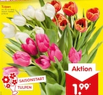Tulpen Angebote bei Netto Marken-Discount Emden für 1,99 €