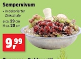 Sempervivum für 9,99 € bei Thomas Philipps im Angebot Sempervivum im aktuellen Thomas Philipps Prospekt