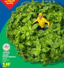 Aktuelles Basilikum Angebot bei Lidl in Düsseldorf ab 1,49 €