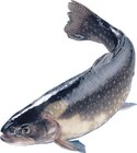 Aktuelle Fisch Angebote bei REWE in Neuss Aktuelles Saibling Angebot bei REWE in Neuss ab 1,69 €