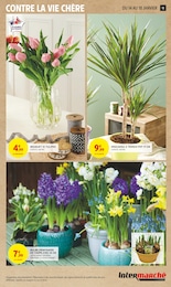 Offre Plante Verte dans le catalogue Intermarché Super du moment à la page 15