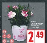 Nelke "Pink & Proud" von Pink & Proud im aktuellen EDEKA Prospekt