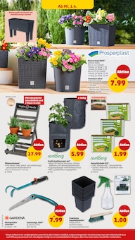 Blumentopf im Penny Prospekt "Wer günstig will, muss Penny." mit 43 Seiten (Frankfurt (Main))