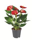 Anthurium andraeanum Angebote bei Lidl Wolfsburg für 4,99 €