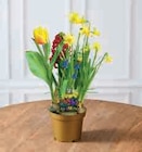 Bulbes en pot en promo chez Super U Chambéry à 4,99 €