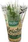 Kräutertöpfe im Netto Marken-Discount Prospekt Kräutertöpfe von BioBio im aktuellen Netto Marken-Discount Prospekt für 1,29 €