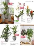 Plantes Plantes