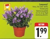 Campanula Angebote von Fränkische bei E center Nürnberg für 1,99 €