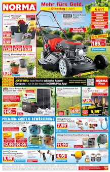 Blumentopf im Norma Prospekt "Mehr fürs Geld" mit 19 Seiten (Würzburg)