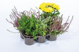 Herbstpflanzenmix im aktuellen Prospekt bei Lidl in Tannenberg