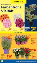Lidl Lavendel im Prospekt 