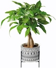 Plante verte en pot design en promo chez Lidl Metz à 6,79 €